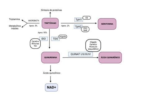 Schema del metabolismo del triptofano