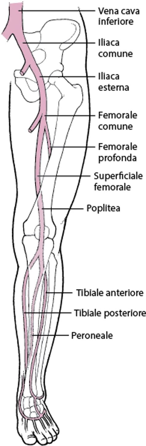Schema anatomico delle vene superficiali e profonde delle gambe