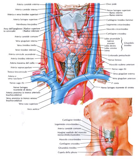 Anatomia della tiroide