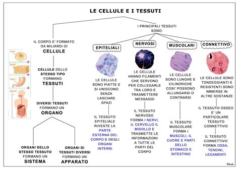 Struttura del tessuto connettivo umano
