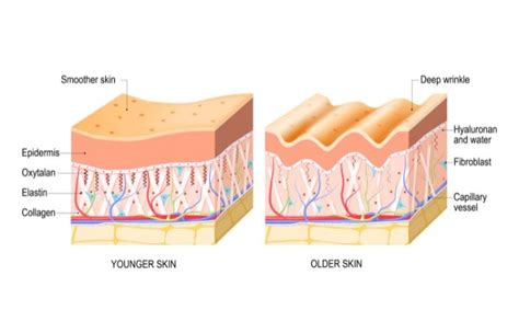 Confronto pelle giovane e pelle matura