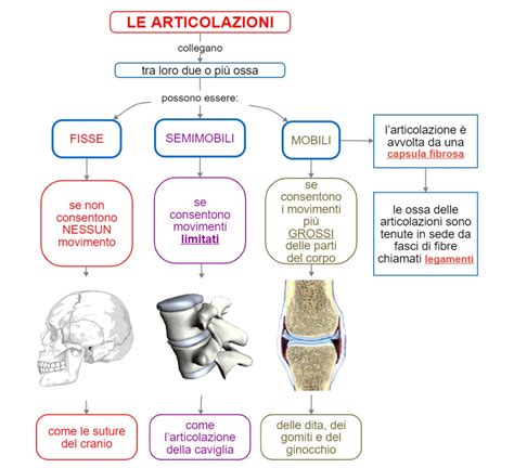 Schema della salute delle articolazioni e del ruolo del silicio