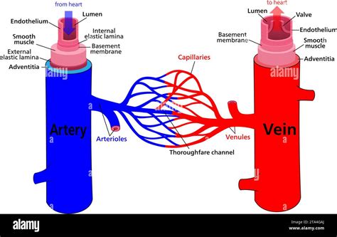 Diagramma dei vasi sanguigni sani e aterosclerotici