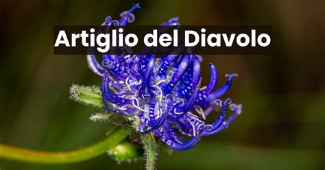 Infografica sui benefici dell'Artiglio del Diavolo