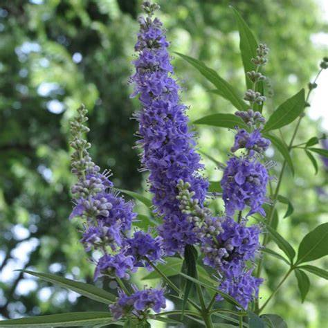 Pianta di Agnocasto (Vitex agnus-castus)