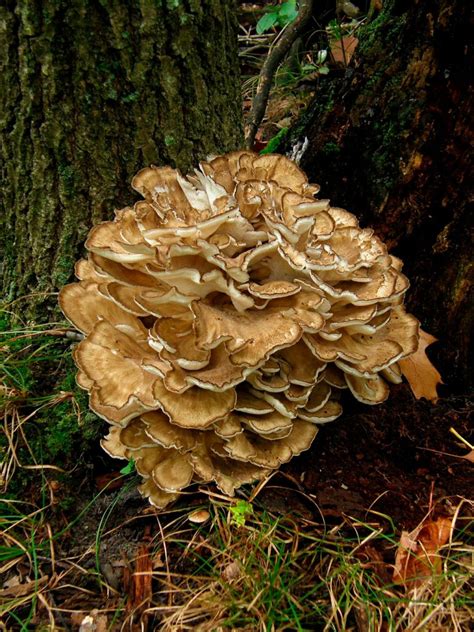 Illustrazione del fungo Maitake (Grifola frondosa)