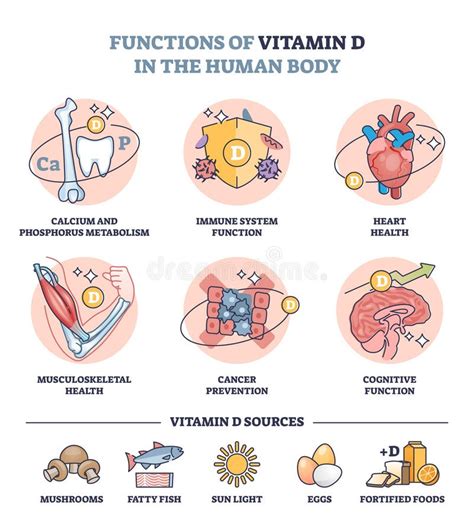 Schema delle funzioni della Vitamina B12 nel corpo umano