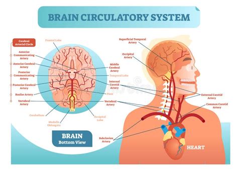 Schema del sistema circolatorio e dell'apporto di ossigeno al cervello