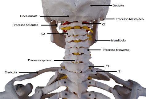 Anatomia del rachide cervicale e punti di tensione muscolare
