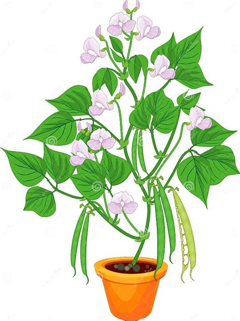 Pianta di fagiolo con baccelli