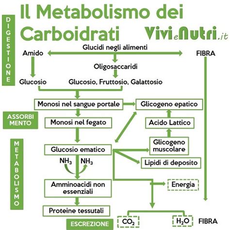 Schema del metabolismo dei carboidrati
