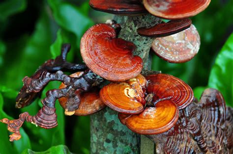 Struttura chimica del Ganoderma lucidum (Reishi)