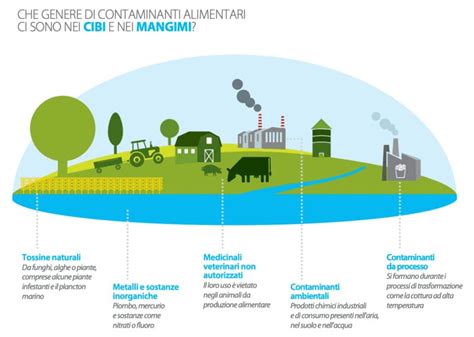 Infografica sulla purezza dell'olio di pesce e i contaminanti da evitare