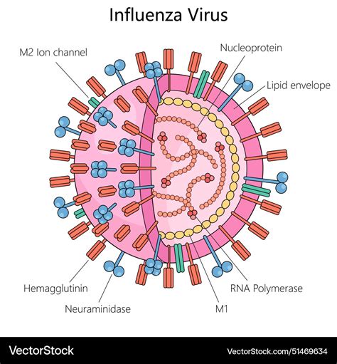 Schema comparativo tra influenza e parainfluenza