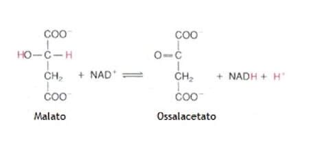 Struttura chimica della Tri-Creatina Malato