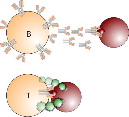 Rappresentazione grafica di linfociti B e T con anticorpi