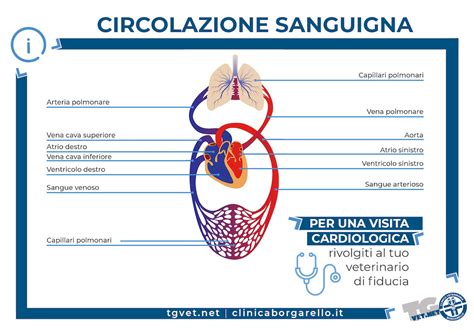 Schema di circolazione sanguigna nel cervello