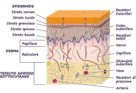 Schema della struttura della pelle con evidenza di collagene e acido ialuronico