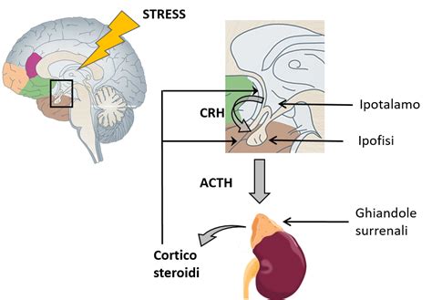 Schema dell'asse ipotalamo-ipofisi-surrene (HPA) e la sua relazione con lo stress e gli ormoni.