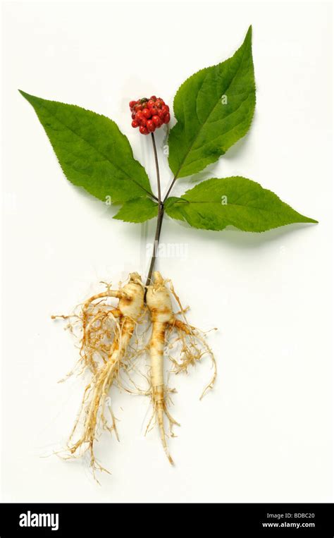Pianta di Ginseng (Panax ginseng)
