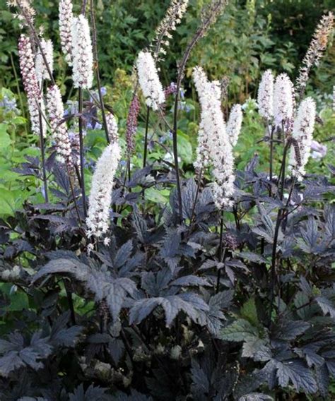 Pianta di Cimicifuga racemosa