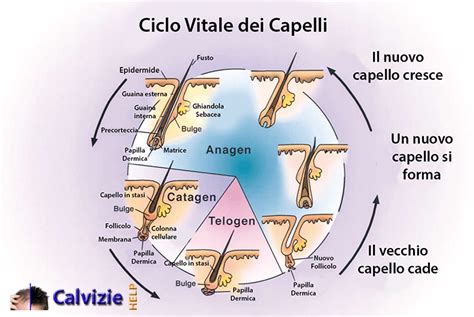 Schema del ciclo di vita del capello e le fasi di crescita