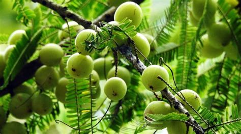 Frutto di Amalaki (Phyllanthus emblica)