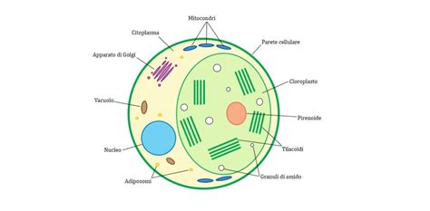 Ultrastruttura schematica di Chlorella vulgaris