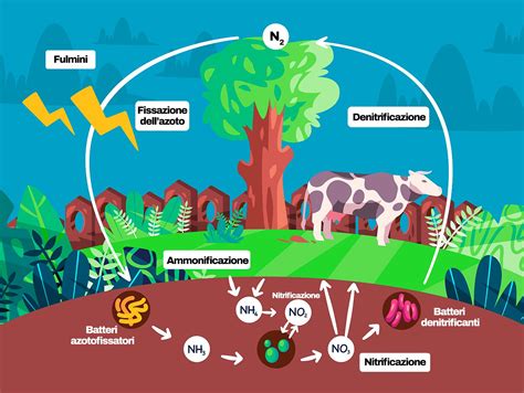 Grafico sulla riduzione di azoto ammoniacale e COD in acque tessili trattate con Chlorella vulgaris