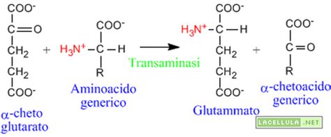 Schema delle reazioni di transaminazione tra amminoacidi e alfa-chetoglutarato.