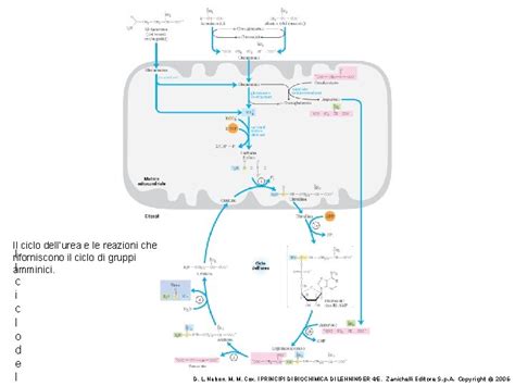 Rappresentazione schematica del ciclo dell'urea e del trasporto dell'ammoniaca nel fegato.