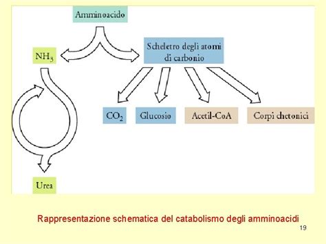 Schema che illustra i percorsi metabolici degli scheletri carboniosi degli amminoacidi.