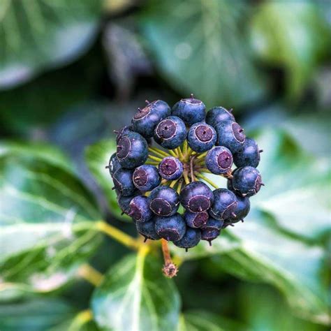 Piante adattogene Rodiola ed Eleuterococco