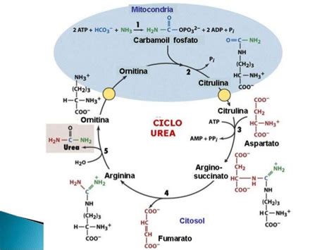 Schema del ciclo dell'urea e del ruolo della citrullina