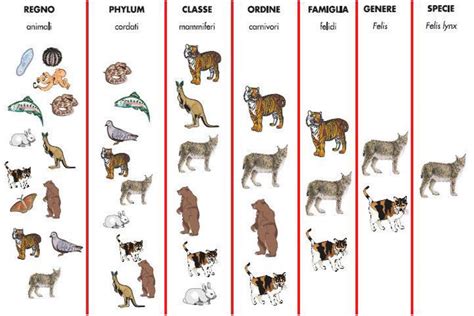 Schema del genere Bifidobacterium con le sue specie principali