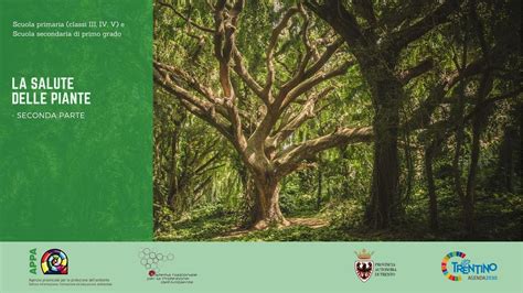 Diagramma che illustra i benefici del rame per la salute delle piante