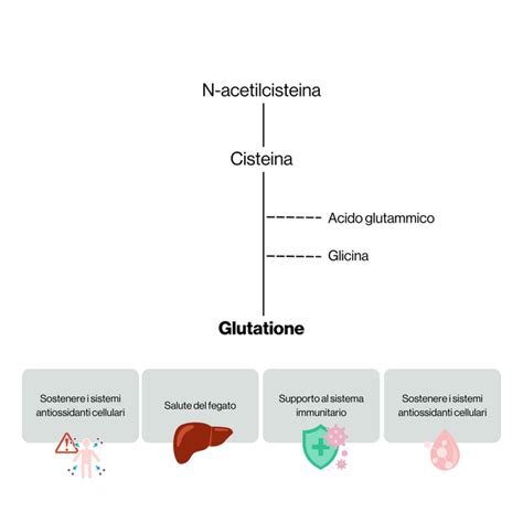 Schema dei benefici della N-Acetilcisteina