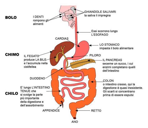 Schema dell'apparato digerente di un gatto
