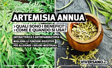 Schema dei benefici dell'Artemisia Annua