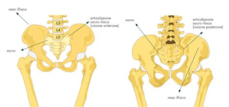 Anatomia della colonna vertebrale e delle articolazioni sacro-iliache