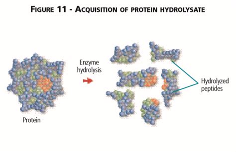 Schema del processo di isolamento e idrolisi delle proteine del siero di latte