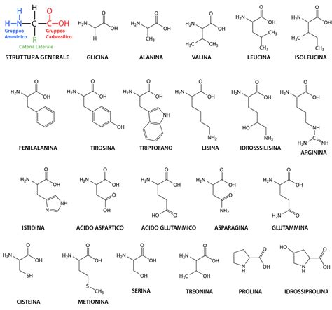 Grafico degli amminoacidi essenziali e condizionatamente essenziali presenti nelle proteine del siero di latte