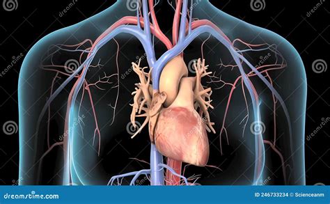 Illustrazione del cuore umano e del sistema circolatorio