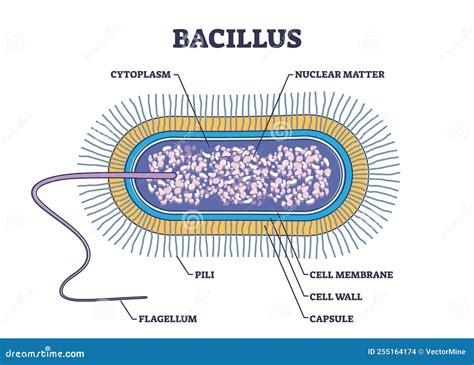 Struttura a spore del Bacillus Clausii