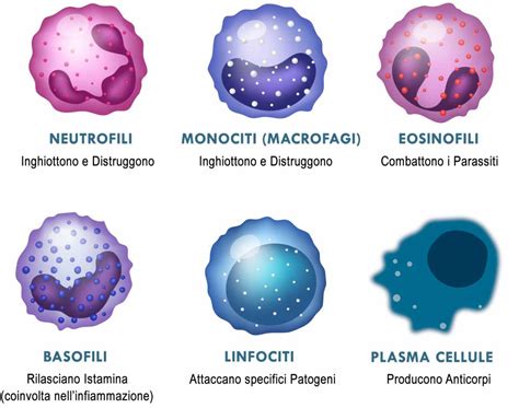 Schema del sistema immunitario e ruolo dei globuli bianchi