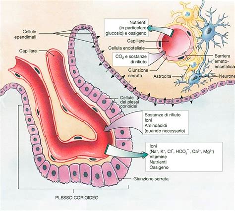 Schema della barriera emato-encefalica e del Magnesio L-Treonato che la attraversa