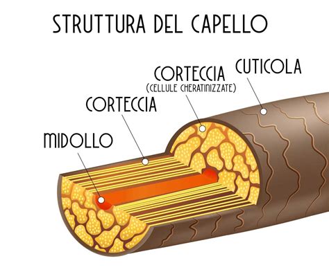 Struttura del capello e azione degli ingredienti attivi