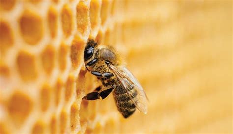 Api operaie che producono pappa reale