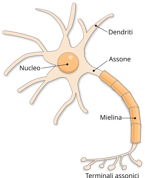 Struttura del neurone con dendriti