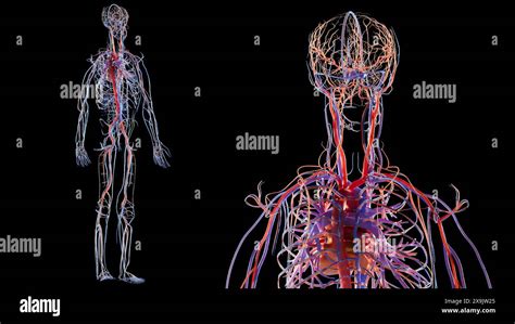 Schema del sistema circolatorio con vasi sanguigni dilatati